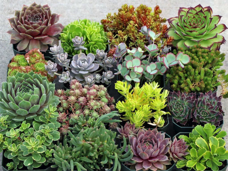 Hardy Succulents