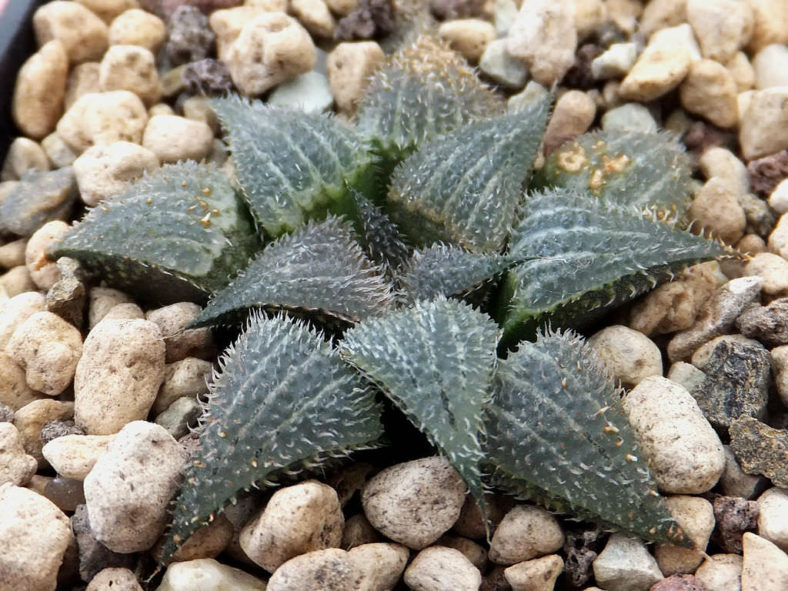 Haworthia bobii aka Haworthia mirabilis 'bobii' or Haworthia mirabilis 'pilosa'