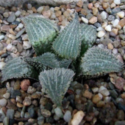 Haworthia mirabilis var. pilosa