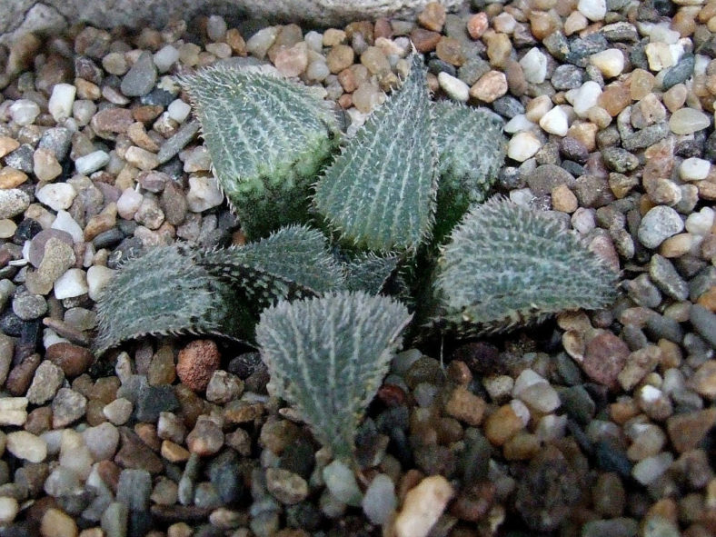 Haworthia bobii aka Haworthia mirabilis 'bobii' or Haworthia mirabilis 'pilosa'