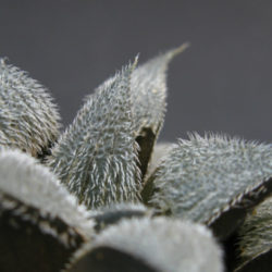 Haworthia mirabilis var. pilosa