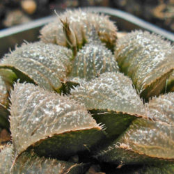 Haworthia mirabilis var. pilosa