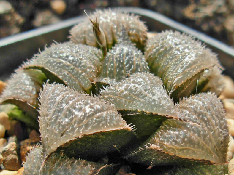 Haworthia bobii aka Haworthia mirabilis 'bobii' or Haworthia mirabilis 'pilosa'
