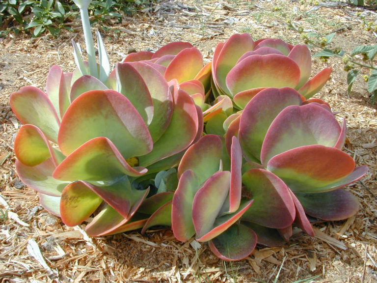 kalanchoe-tetraphylla-paddle-plant-world-of-succulents