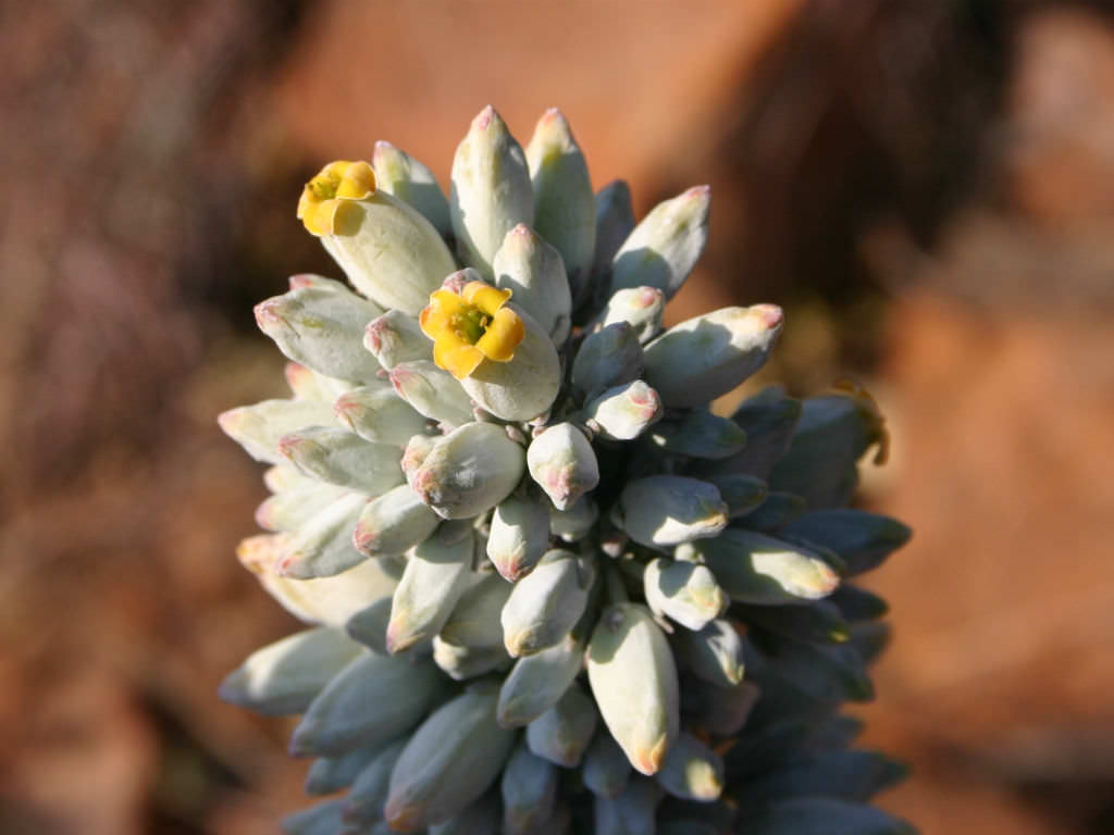 Kalanchoe tetraphylla Paddle Plant World of Succulents