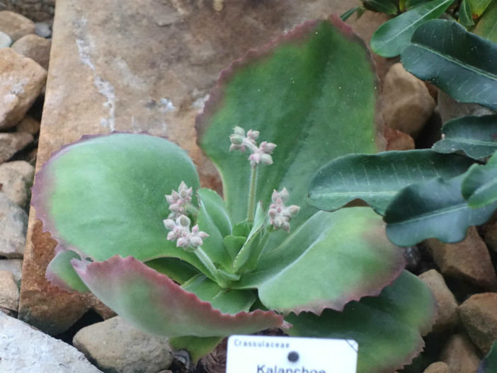 Kalanchoe tetraphylla