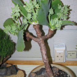 Kalanchoe tetraphylla