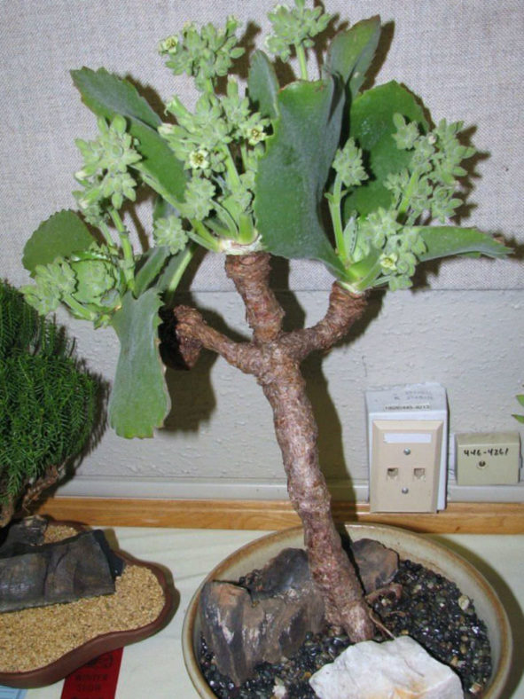 Kalanchoe tetraphylla
