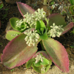 Kalanchoe tetraphylla