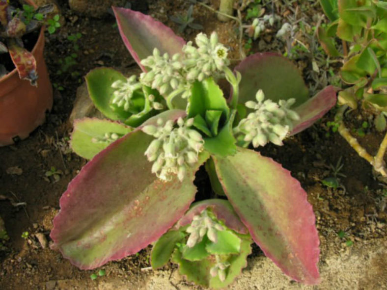 Kalanchoe tetraphylla
