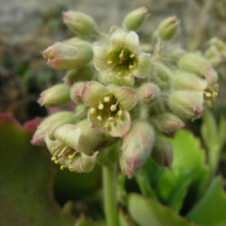 Kalanchoe tetraphylla