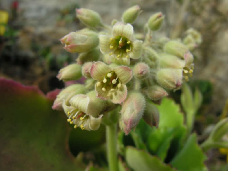 Kalanchoe tetraphylla
