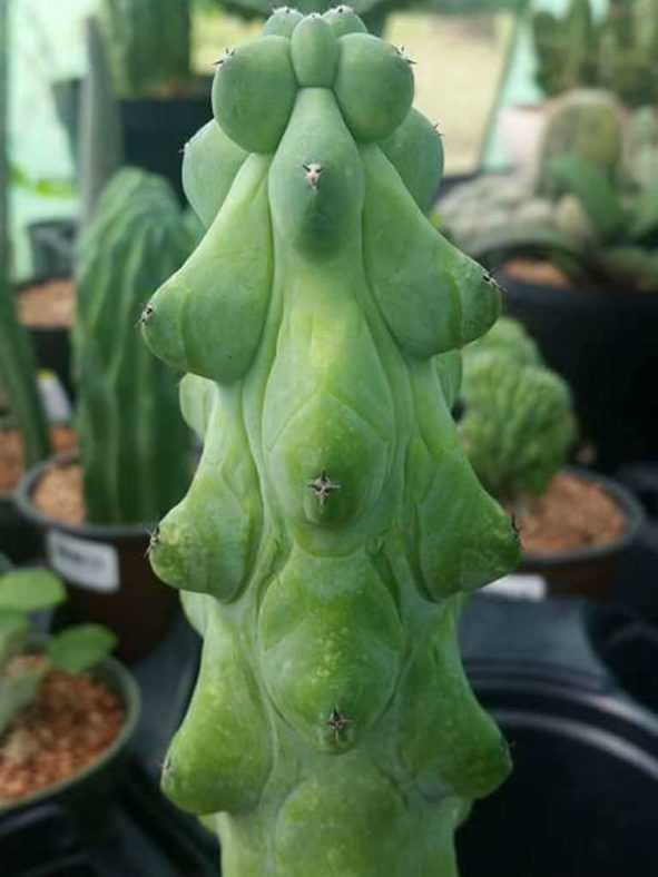 Myrtillocactus geometrizans 'Fukurokuryuzinboku' - Breast Cactus