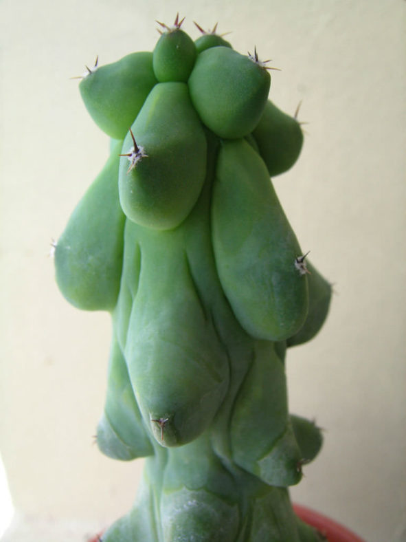 Myrtillocactus geometrizans 'Fukurokuryuzinboku' - Breast Cactus