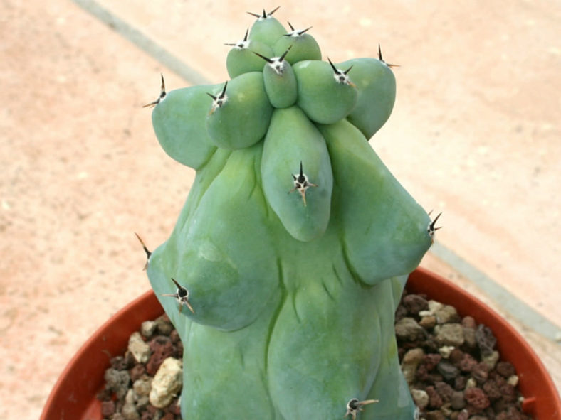 Myrtillocactus geometrizans 'Fukurokuryuzinboku' - Breast Cactus