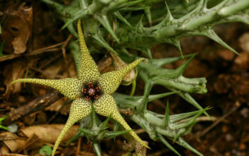 Orbea caudata subsp. rhodesiaca Orbea caudata subsp. rhodesiaca