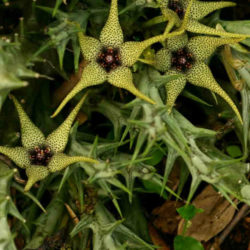 Orbea caudata subsp. rhodesiaca