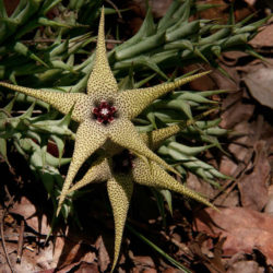 Orbea caudata subsp. rhodesiaca