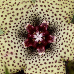 Orbea caudata subsp. rhodesiaca