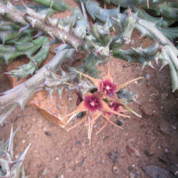 Orbea caudata