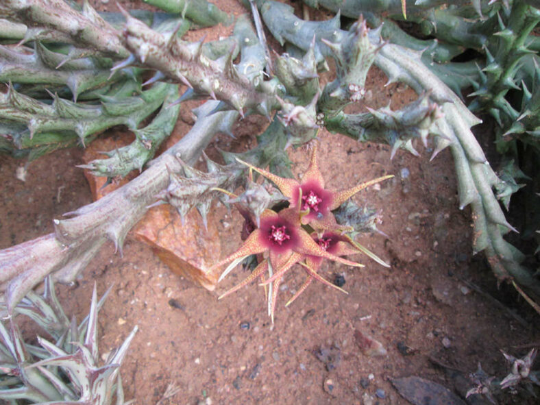 Orbea caudata