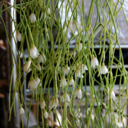 Rhipsalis campos-portoana