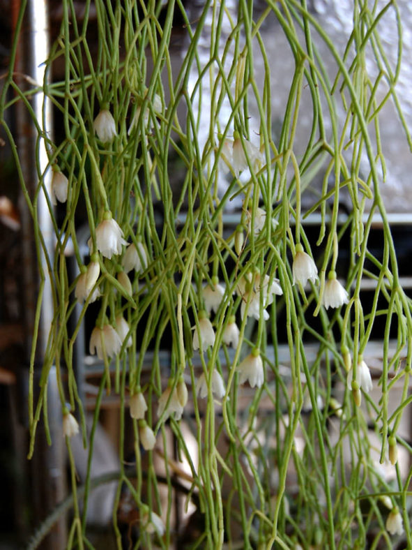 Rhipsalis campos-portoana