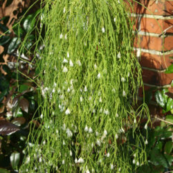 Rhipsalis campos-portoana