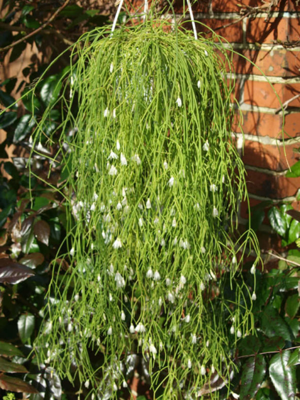 Rhipsalis campos-portoana