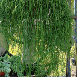 Rhipsalis campos-portoana