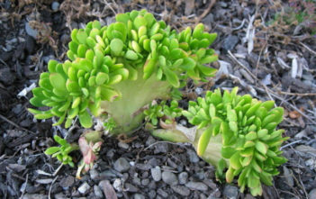 Sedum rupestre cristata blue form succulent plant