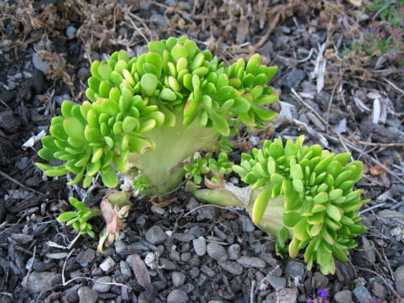 Sedum praealtum f. cristata - Shrubby Stonecrop
