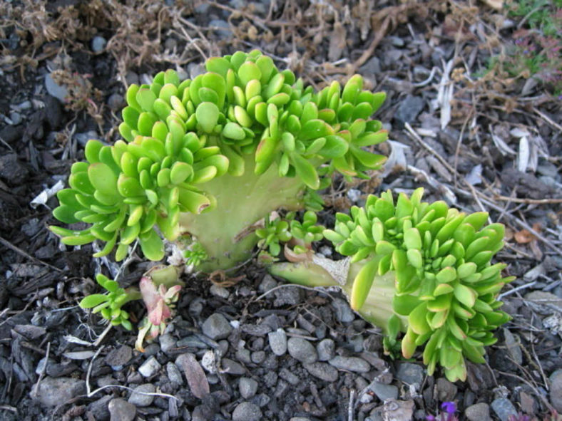 Sedum praealtum 'Cristatum' aka Sedum praealtum f. cristatum