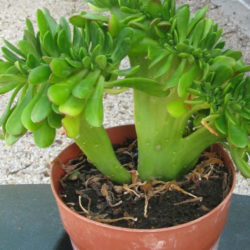 Sedum praealtum 'Cristatum' aka Sedum praealtum f. cristatum