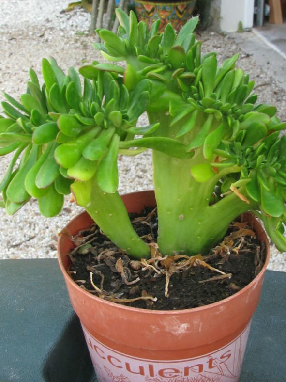 Sedum praealtum f. cristatum