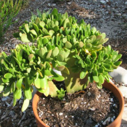 Sedum praealtum 'Cristatum' aka Sedum praealtum f. cristatum