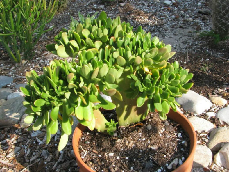 Sedum praealtum f. cristatum