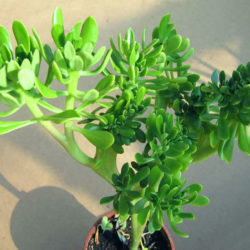 Sedum praealtum 'Cristatum' aka Sedum praealtum f. cristatum