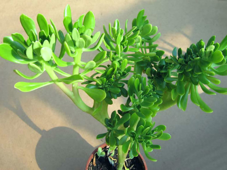 Sedum praealtum f. cristatum