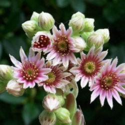 Sempervivum 'Tarantula'