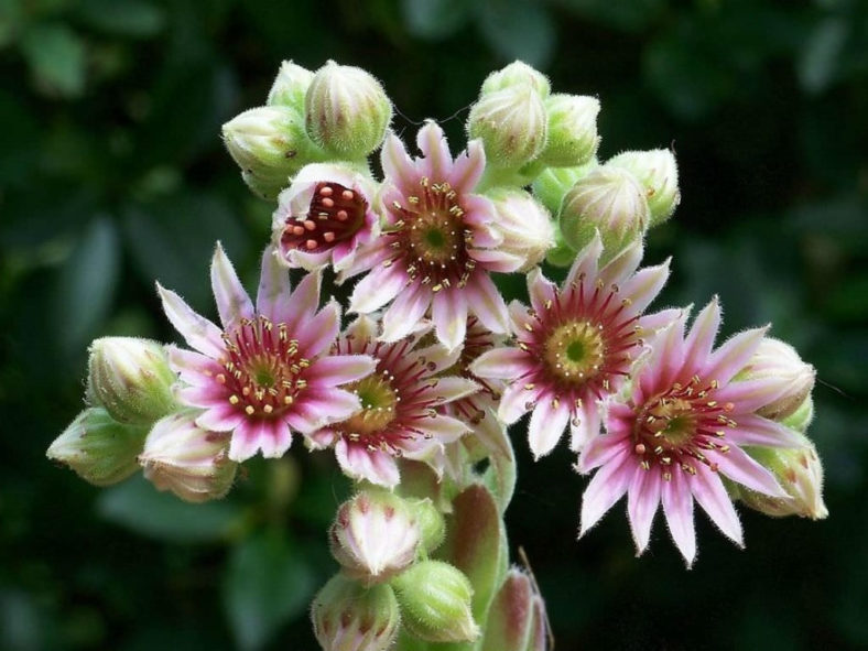 Sempervivum 'Tarantula'