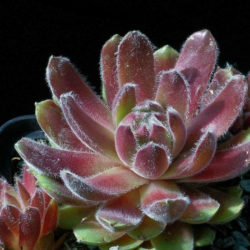 Sempervivum 'Tarantula'