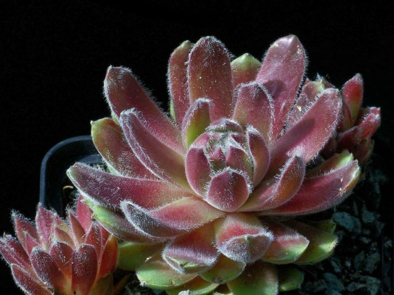 Sempervivum 'Tarantula'