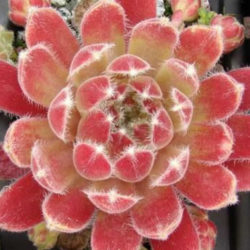 Sempervivum 'Tarantula'