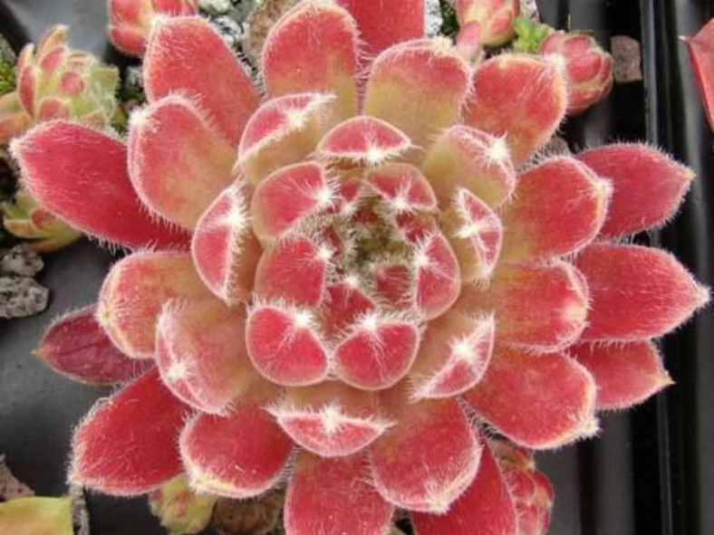 Sempervivum 'Tarantula'