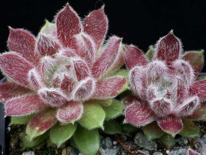 Sempervivum 'Tarantula'