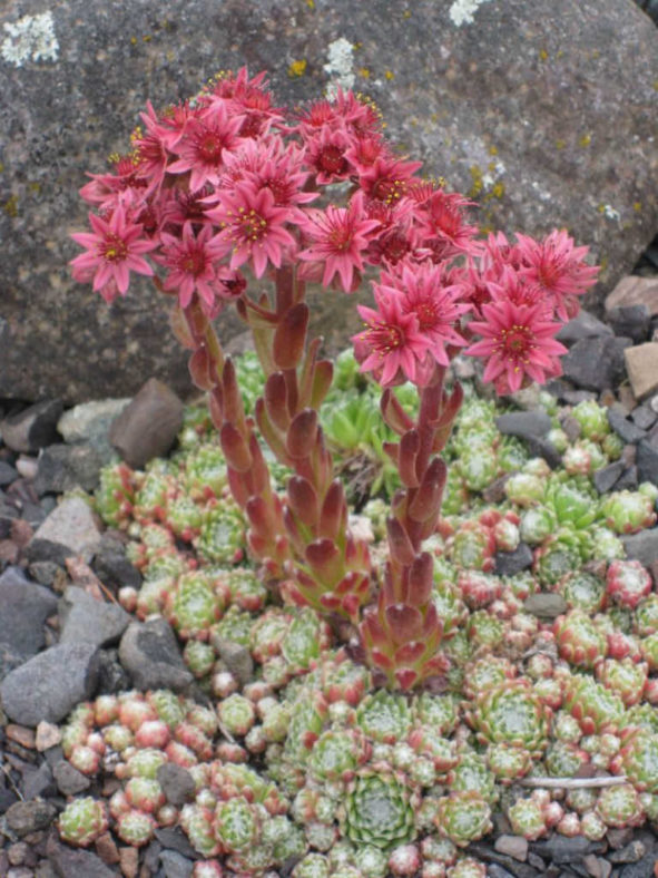 Sempervivum arachnoideum 'Rubrum' - Red Cobweb Houseleek