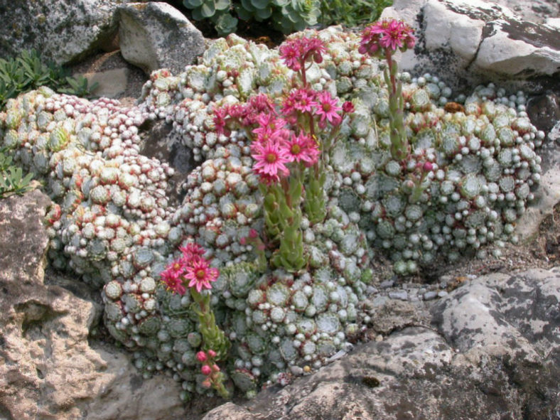 Sempervivum arachnoideum 'Rubrum' - Red Cobweb Houseleek