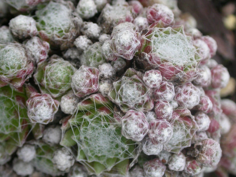 Sempervivum arachnoideum 'Rubrum' - Red Cobweb Houseleek