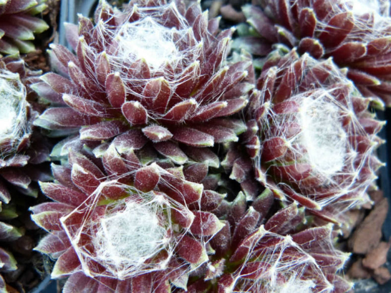 Sempervivum arachnoideum 'Rubrum' - Red Cobweb Houseleek